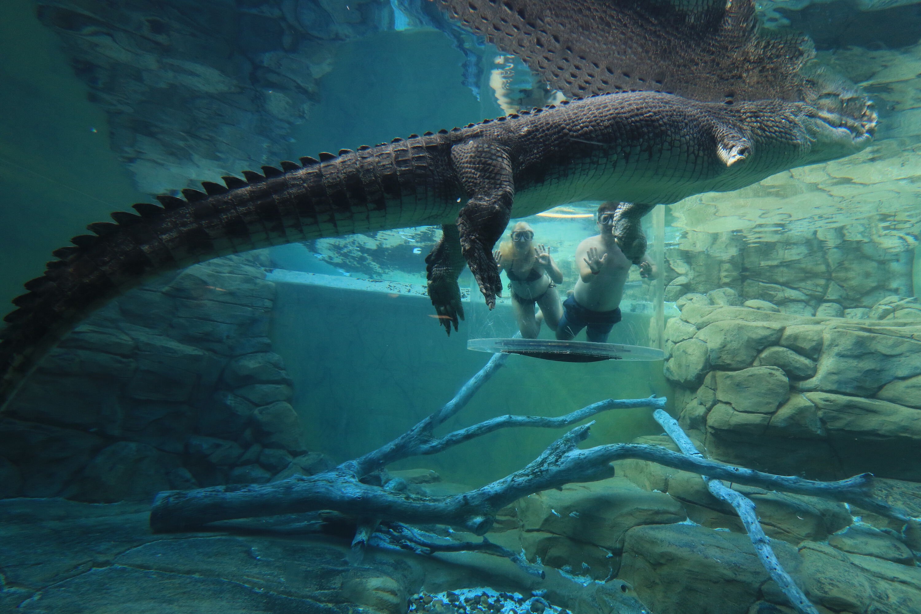 crocosaurus cove discount