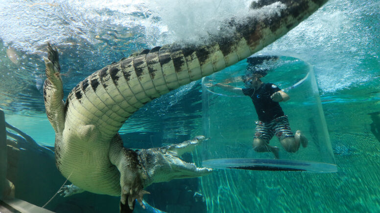 Crocodile Cage of Death at Crocosaurus Cove