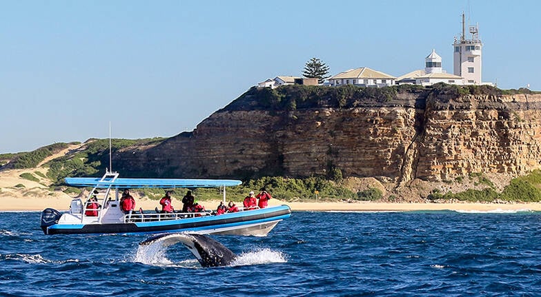 Humpback Whale Watching Tour From Newcastle