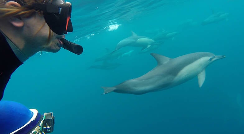 Swim with Wild Dolphins - 4 Hours