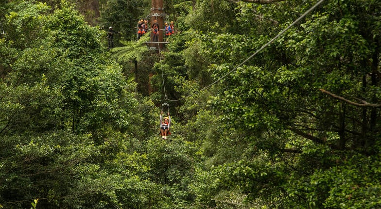 Zip Line Adventure and Treetop Walk In the Rainforest