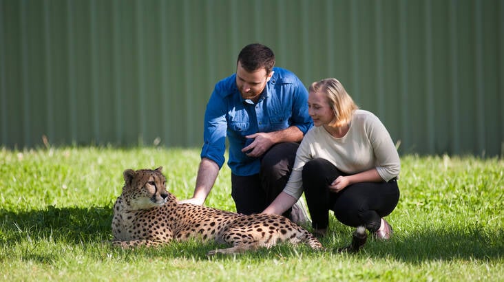 Cheetah Encounter at the National Zoo - Weekday Cheetah Encounter at the National Zoo - Weekday