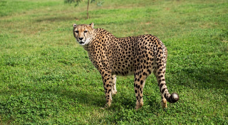 Cheetah Encounter at the National Zoo - Weekend Cheetah Encounter at the National Zoo - Weekend