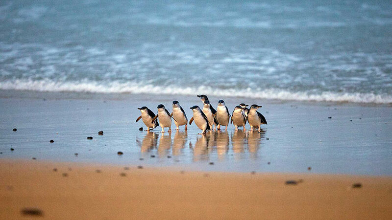 Phillip Island Penguin Parade, experience from RedBalloon
