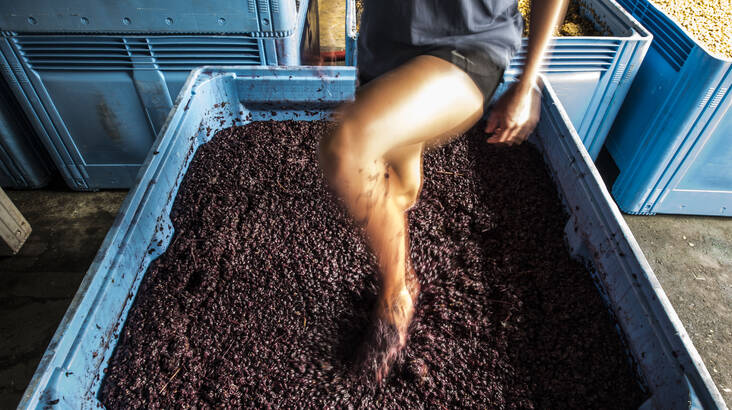Harvest Grape Stomping With Bottle Of Wine