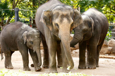 Roar 'n' Snore - Sleepover at Melbourne Zoo