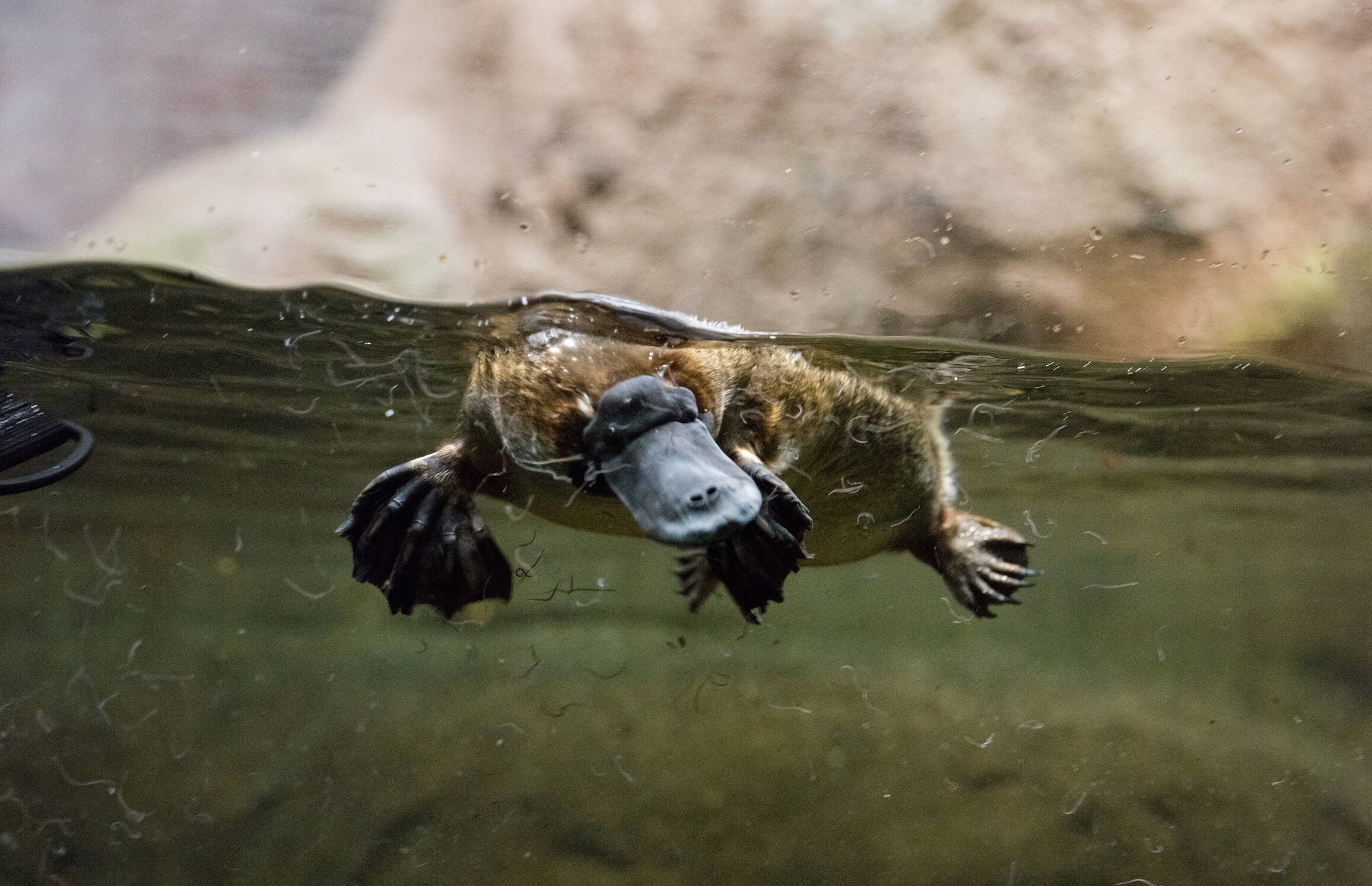 Unidays platypus on sale